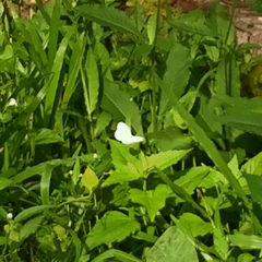 Leptosia nina