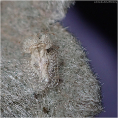 Tingidae