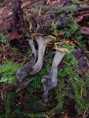 Craterellus calicornucopioides