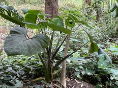 Xanthosoma robustum