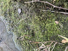 Hyophila involuta