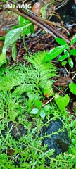Selaginella