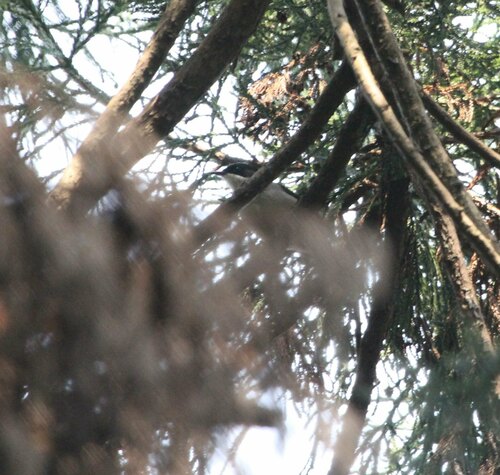 Grey Sibia (Heterophasia gracilis), photo 2