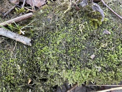 Hyophila involuta