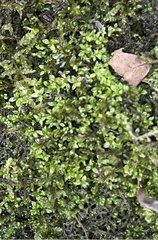Hyophila involuta