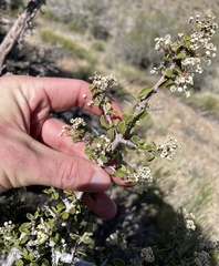 Ceanothus pauciflorus