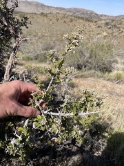 Ceanothus pauciflorus