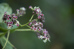 Anacardium occidentale