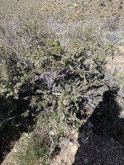 Ceanothus pauciflorus