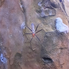 Telostylinus lineolatus