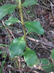 Coprosma hirtella