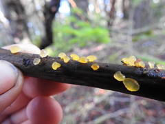 Dacrymyces capitatus