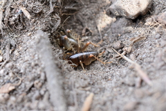 Ceuthophilus californianus