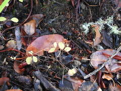 Symphoricarpos mollis
