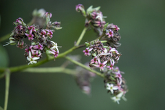 Anacardium occidentale