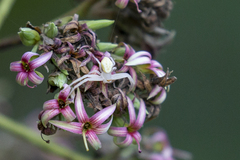 Anacardium occidentale