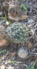 Hamatocactus setispinus
