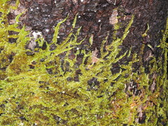 Homalothecium nuttallii