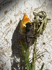 Atrapsalta furcilla
