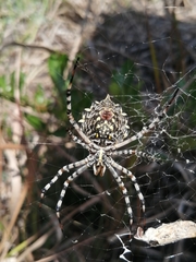 Argiope australis