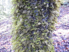 Dendroalsia abietina