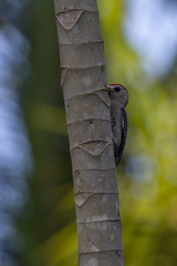 Melanerpes pygmaeus