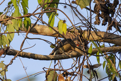 Melanerpes pygmaeus