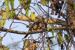 Melanerpes pygmaeus