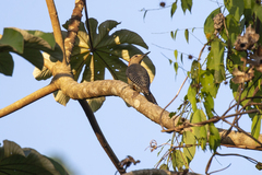 Melanerpes pygmaeus