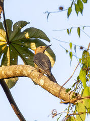 Melanerpes pygmaeus