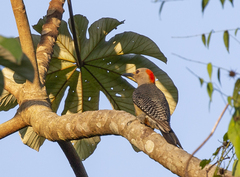Melanerpes pygmaeus