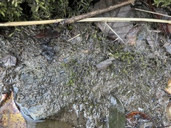 Rhynchostegium riparioides