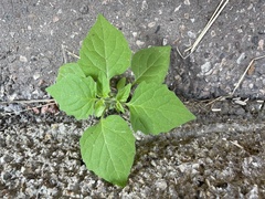 Solanum