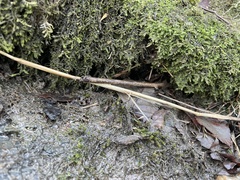 Rhynchostegium riparioides