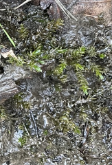 Rhynchostegium riparioides