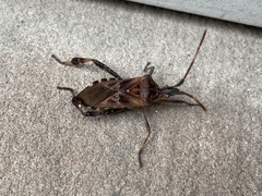 Leptoglossus occidentalis