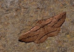 Menophra maderae