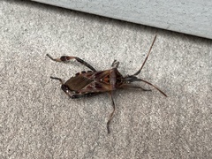 Leptoglossus occidentalis