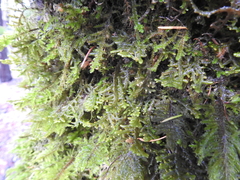 Porella navicularis