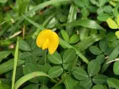 Arachis pintoi