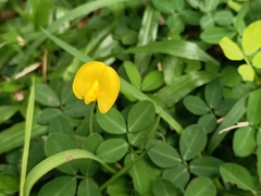 Arachis pintoi