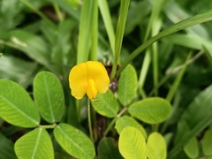 Arachis pintoi