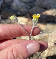 Hymenopappus filifolius lugens