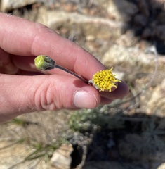 Hymenopappus filifolius lugens
