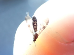Keroplatidae
