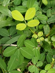 Arachis pintoi