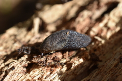 Prophysaon andersonii