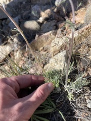 Hymenopappus filifolius lugens