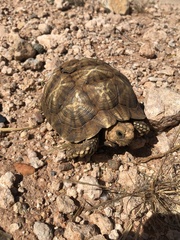 Psammobates oculifer