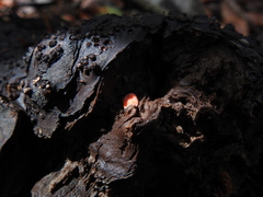 Dictydiaethalium plumbeum